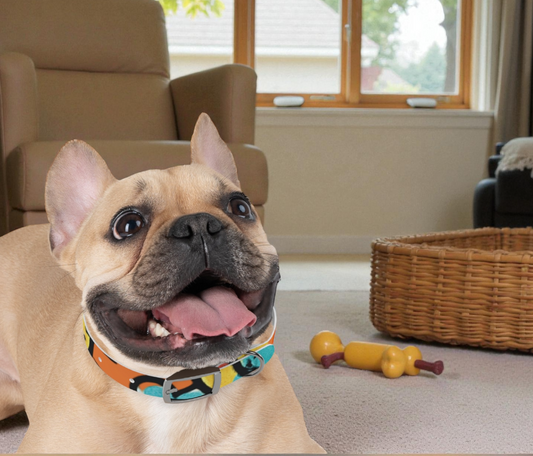 Abstract Color Burst Dog Collar — Bright Orange & Teal Geometric Pet Collar